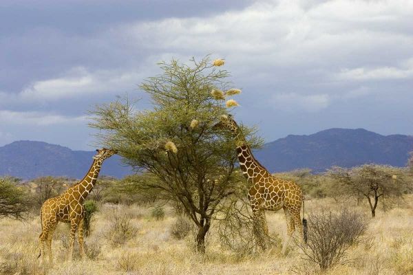 Kenya Two giraffes munch on tree leaves